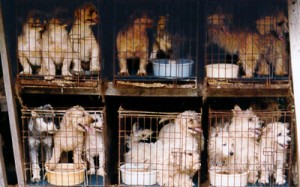 cuccioli in gabbia