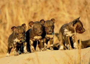 cuccioli africani
