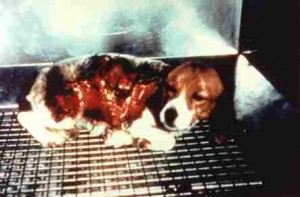 Questo cane e' stato utilizzato in esperimenti sulle conseguenze delle gravi ustioni presso il Shriner's Hospital, Cincinnati, USA Foto proveniente dalla associazione americana P.E.T.A. (Epoca: anni '80-'90)